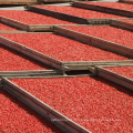 Baies rouges de Goji séchées en vrac de gros organique certifié